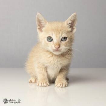 Ivory -  Domestic Short Hair Cat for Adoption in Maryville, Tennessee - Ivory | PetCurious
