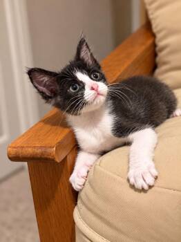 Pocket -  Domestic Short Hair Cat for Adoption in Tucson, Arizona - Pocket | PetCurious