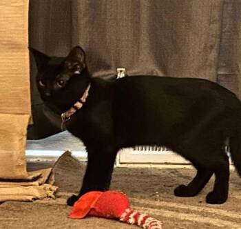 Domestic Short Hair Cats Available for Adoption - Tesla (Kitty) | PetCurious