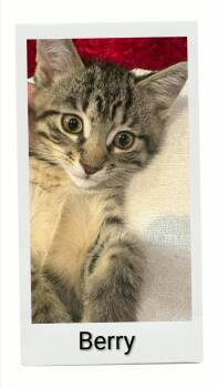 Berry -  Domestic Short Hair Cat for Adoption in Caistor Centre, Ontario - Berry | PetCurious
