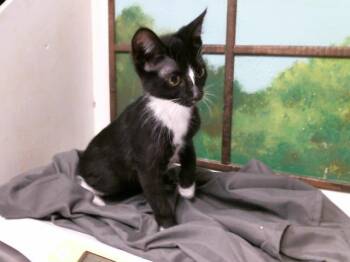 BISHOP -  Domestic Short Hair Cat for Adoption in Houston, Texas - BISHOP | PetCurious