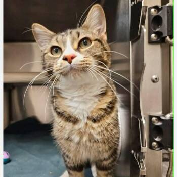 Domestic Short Hair Cats Available for Adoption - Toberlone | PetCurious