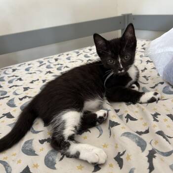 Zephyr -  Domestic Short Hair Cat for Adoption in Shorewood, Illinois - Zephyr | PetCurious