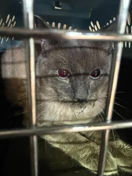 SUSHI -  Domestic Short Hair Cat for Adoption in San Antonio, Texas - SUSHI | PetCurious