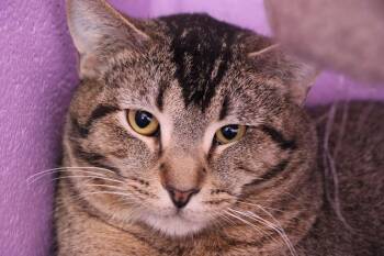 Domestic Short Hair Cats Available for Adoption - Himalaya | PetCurious