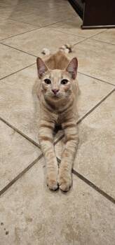 Rescue Domestic Short Hair Cats for Adoption in Austin, Texas - Bruce | PetCurious