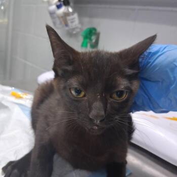 Tike -  Domestic Short Hair Cat for Adoption in Summerville, South Carolina - Tike | PetCurious