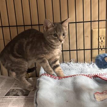 Domestic Short Hair Cats Available for Adoption in Logan, Ohio - Eartha | PetCurious