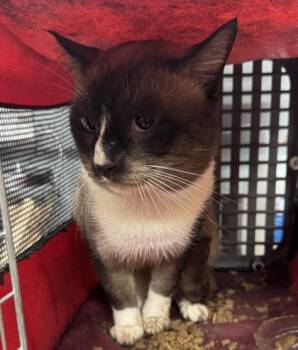 Wilbur -  Domestic Short Hair Cat for Adoption in Gainesville, Florida - Wilbur | PetCurious