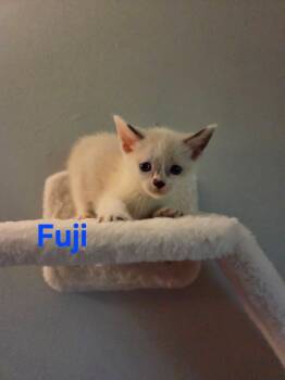 Fuji -  Siamese Cat for Adoption in Yorktown, Indiana - Fuji | PetCurious