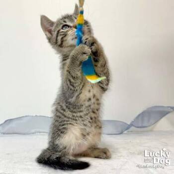 Domestic Short Hair Cats Available for Adoption in Washington, District Of Columbia - Cindy Lou Who | PetCurious