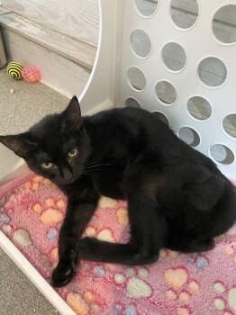 Rescue Domestic Short Hair Cats for Adoption in Poughkeepsie, New York - Nea | PetCurious