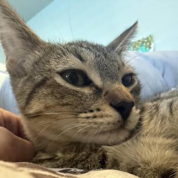 Robin -  Domestic Short Hair Cat for Adoption in Houston, Texas - Robin | PetCurious