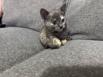 Domestic Short Hair Cats Available for Adoption in Pompano Beach, Florida - Fiona | PetCurious
