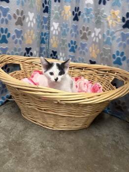 Domestic Short Hair Cats Available for Adoption in Rosenberg, Texas - LOLO | PetCurious