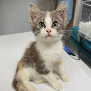 Paisley -  Domestic Short Hair Cat for Adoption - Paisley | PetCurious