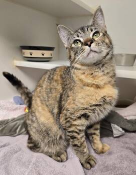 Domestic Short Hair Cats Available for Adoption in Bellingham, Washington - Rolie Polie Olie | PetCurious