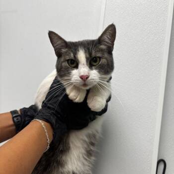 Ciri -  Domestic Short Hair Cat for Adoption in Abilene, Texas - Ciri | PetCurious