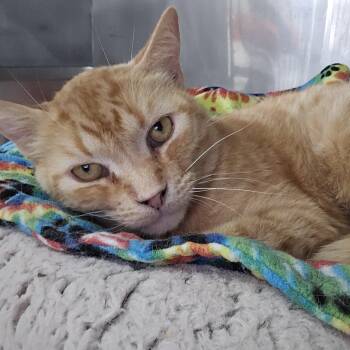 Rescue Domestic Short Hair Cats for Adoption in Byron Center, Michigan - Hot Dog | PetCurious