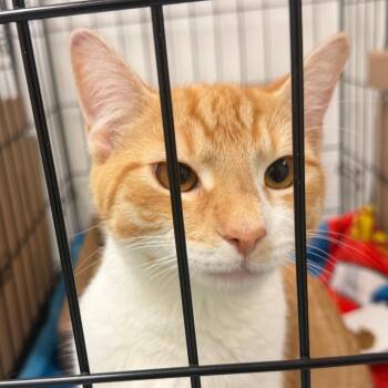 Fish Stick -  Domestic Short Hair Cat for Adoption in Philadelphia, Pennsylvania - Fish Stick | PetCurious