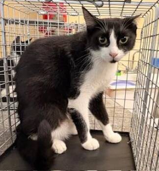 Domestic Short Hair Cats Available for Adoption in Fort Myers, Florida - STARSHINE | PetCurious