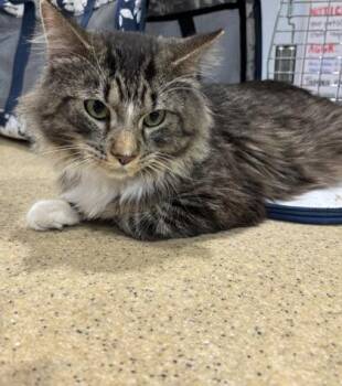 Sprigatito (Sprig) -  Domestic Long Hair and Domestic Short Hair Cat for Adoption in Cincinnati, Ohio - Sprigatito (Sprig) | PetCurious