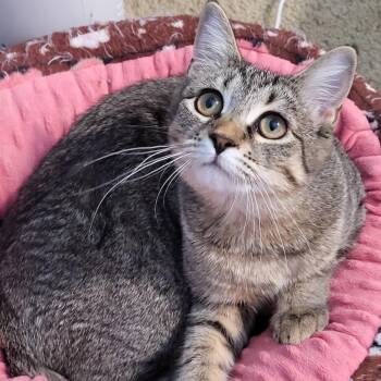 MJ -  Domestic Short Hair Cat for Adoption in Mount Laurel Township, New Jersey - MJ | PetCurious