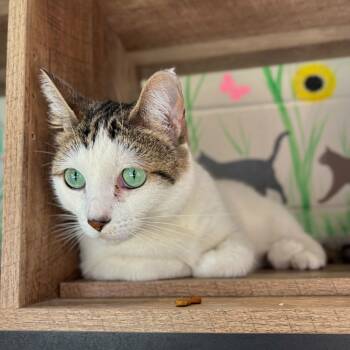 Rescue Domestic Short Hair Cats for Adoption in Englewood, Florida - Lilith | PetCurious