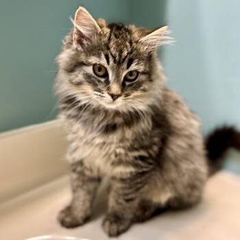 Domestic Long Hair Cats Available for Adoption - Candy Cane | PetCurious