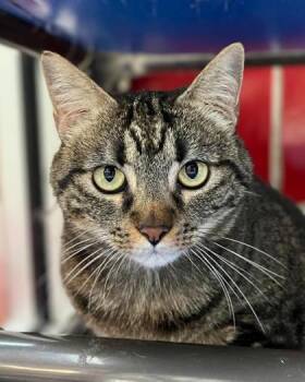 Rescue Domestic Short Hair Cats for Adoption in Houston, Texas - Roscoe | PetCurious