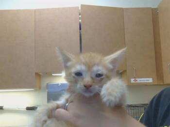 A921830 -  Domestic Short Hair Cat for Adoption in Sacramento, California - A921830 | PetCurious