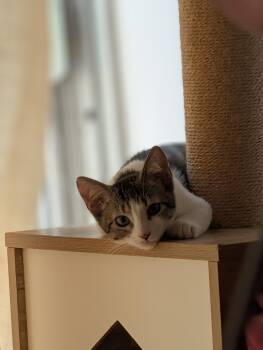 Rescue Domestic Short Hair Cats for Adoption in Honolulu, Hawaii - Linguine | PetCurious