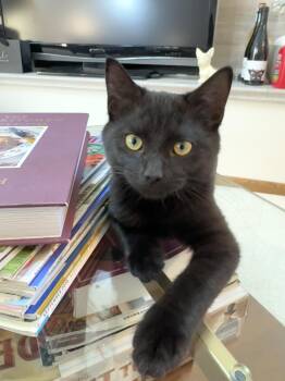 Maya -  Domestic Short Hair Cat for Adoption in Mokena, Illinois - Maya | PetCurious
