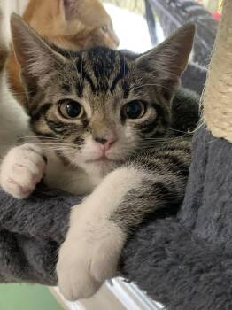 Rescue Domestic Short Hair Cats for Adoption in Morgantown, West Virginia - Amber | PetCurious