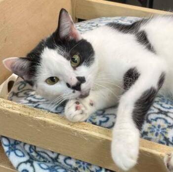 Rescue American Shorthair Cats for Adoption in Philippi, West Virginia - Cammi | PetCurious