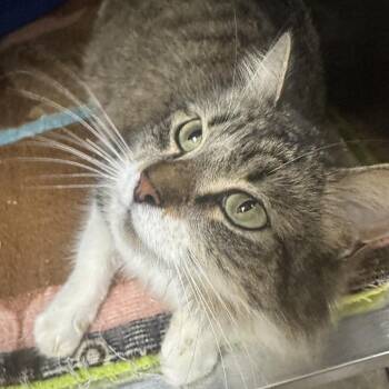 Domestic Short Hair Cats Available for Adoption - Fancy | PetCurious