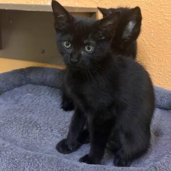 Domestic Short Hair Cats Available for Adoption in Fresno, California - Rachel | PetCurious