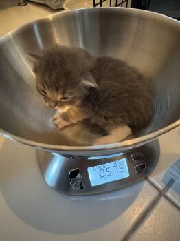 Rescue Domestic Short Hair Cats for Adoption in San Francisco, California - Mimi | PetCurious