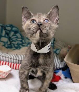 Pixie Cut -  Domestic Short Hair Cat for Adoption in Richmond, Virginia - Pixie Cut | PetCurious