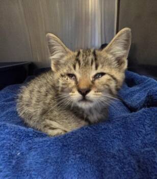 Grasshopper (Petsmart) -  Domestic Short Hair Cat for Adoption in Ocala, Florida - Grasshopper (Petsmart) | PetCurious