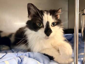 Happy -  Domestic Medium Hair Cat for Adoption in Huntington, Indiana - Happy | PetCurious
