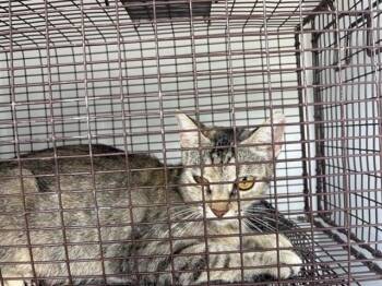 TIGRESA -  Domestic Short Hair Cat for Adoption in Houston, Texas - TIGRESA | PetCurious