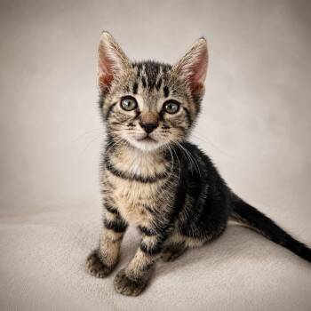 Cove -  Tabby Cat Available for Adoption in Miami, Florida - Cove | PetCurious