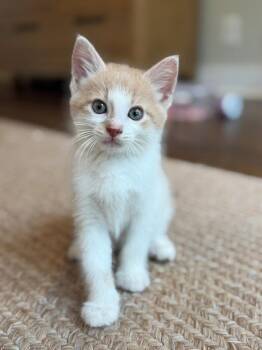 McKinley -  Domestic Short Hair Cat for Adoption in Nashville, Tennessee - McKinley | PetCurious