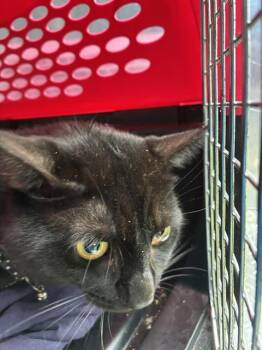 SALEM -  Domestic Short Hair Cat for Adoption in Fort Myers, Florida - SALEM | PetCurious