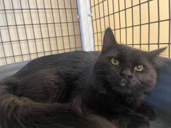 Domestic Medium Hair Cats Available for Adoption in Green River, Wyoming - Gatsby | PetCurious