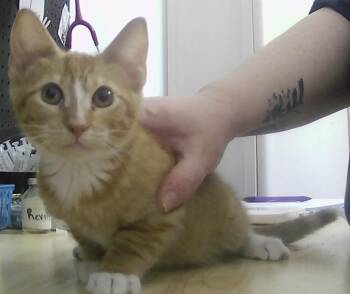 Domestic Short Hair Cats Available for Adoption in Dayton, Minnesota - Lucan | PetCurious