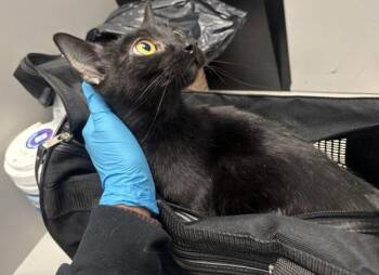 Domestic Short Hair Cats Available for Adoption - Oreo | PetCurious