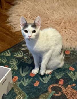 Rescue Turkish Van Cats for Adoption in Parlier, California - Yasmin | PetCurious