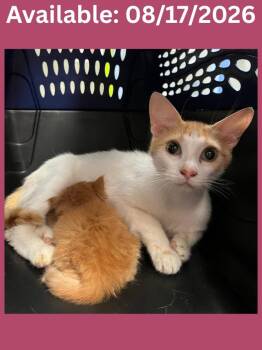 Cat Condo #21 -  Domestic Short Hair Cat for Adoption in Greenville, Texas - Cat Condo #21 | PetCurious